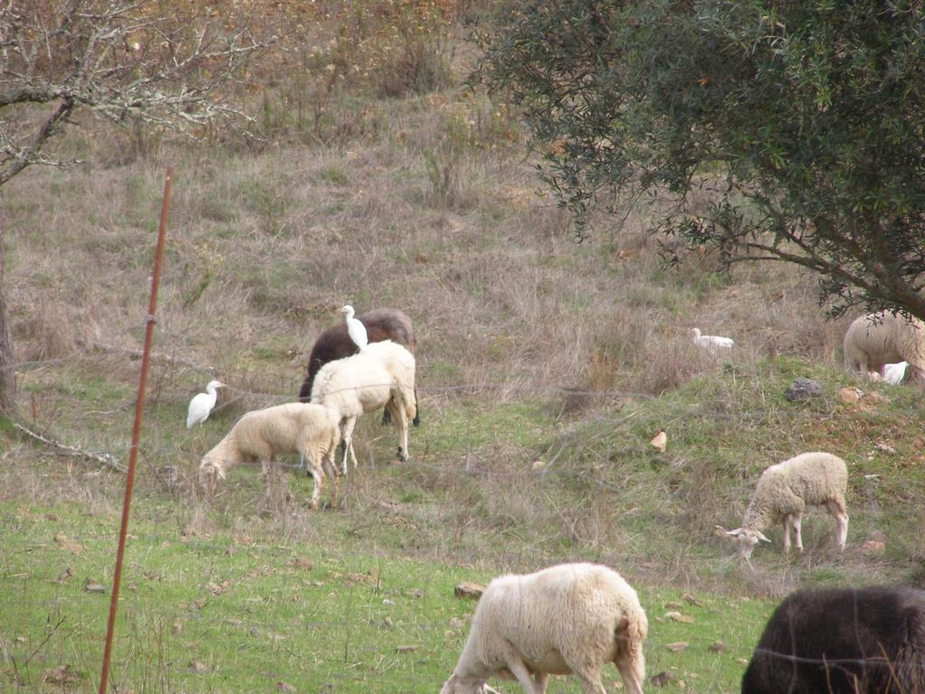 Quinta Das Amendoeiras B&B Nora  Εξωτερικό φωτογραφία